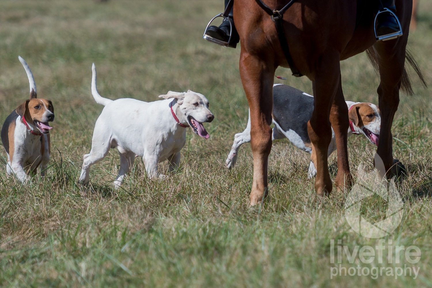 hounds at Hunter Trials