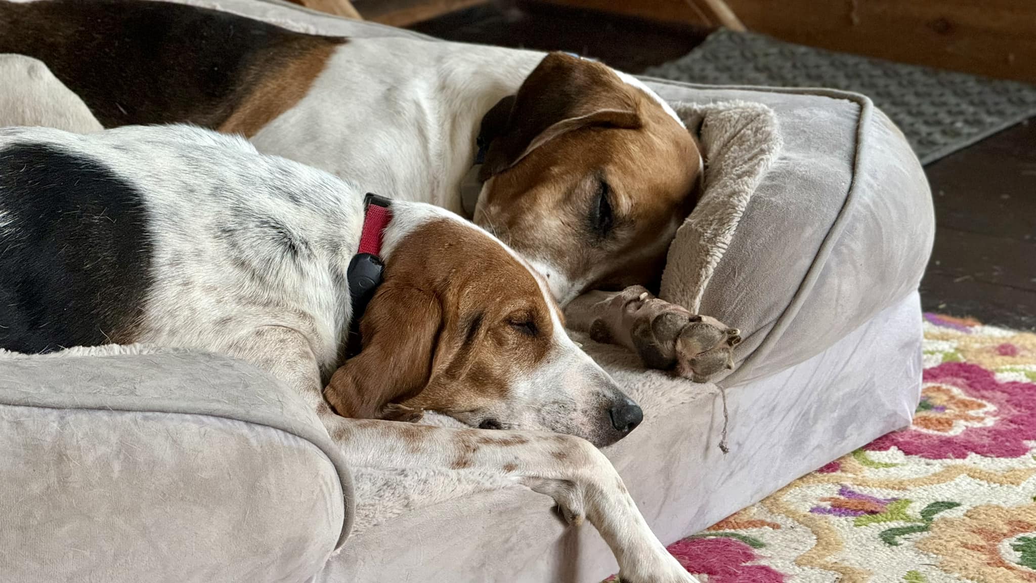 retired hounds Logan and Oxbow snooze