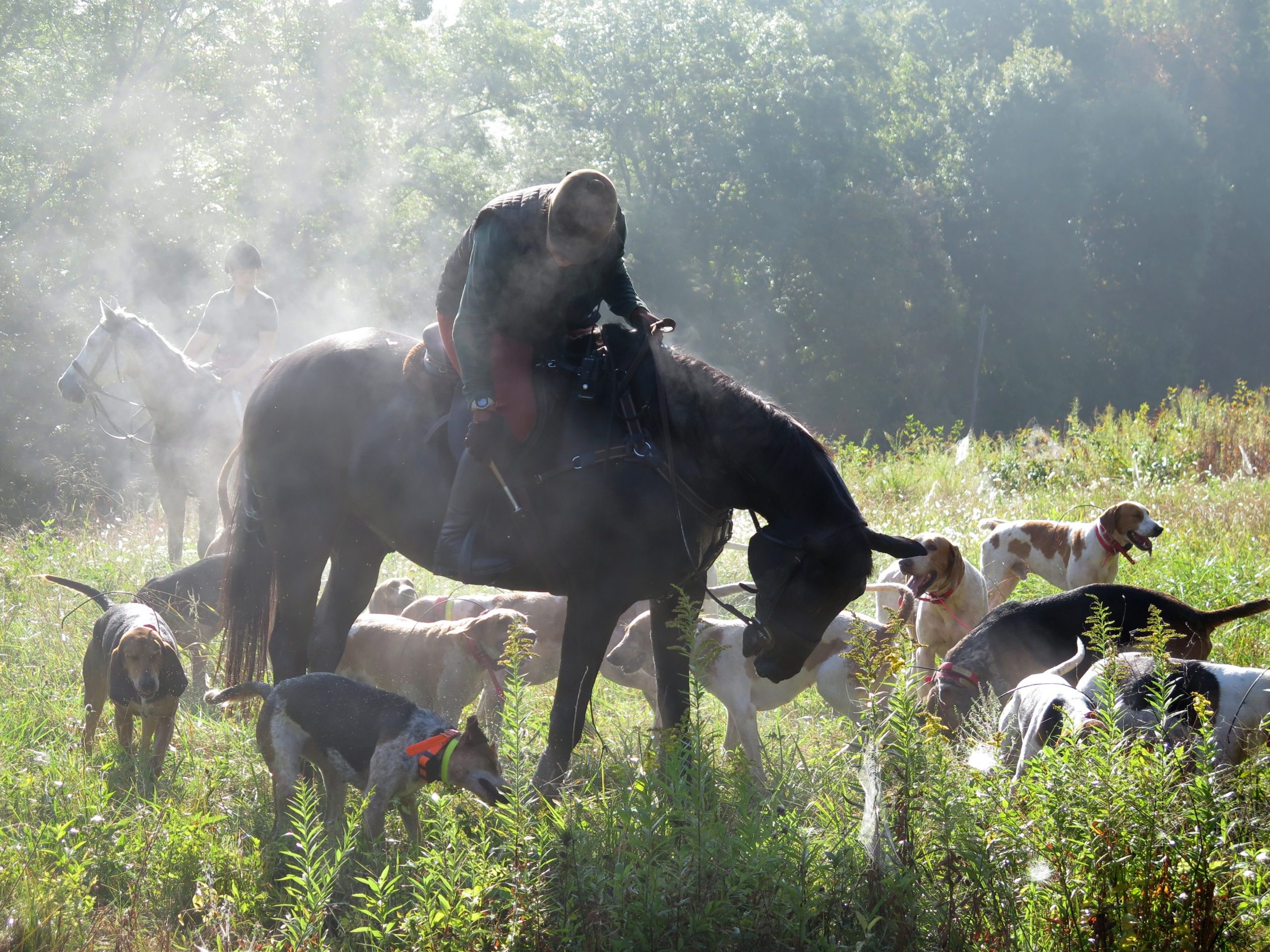 Huntsman Katherine Gunter praises her hounds during an early morning fall meet