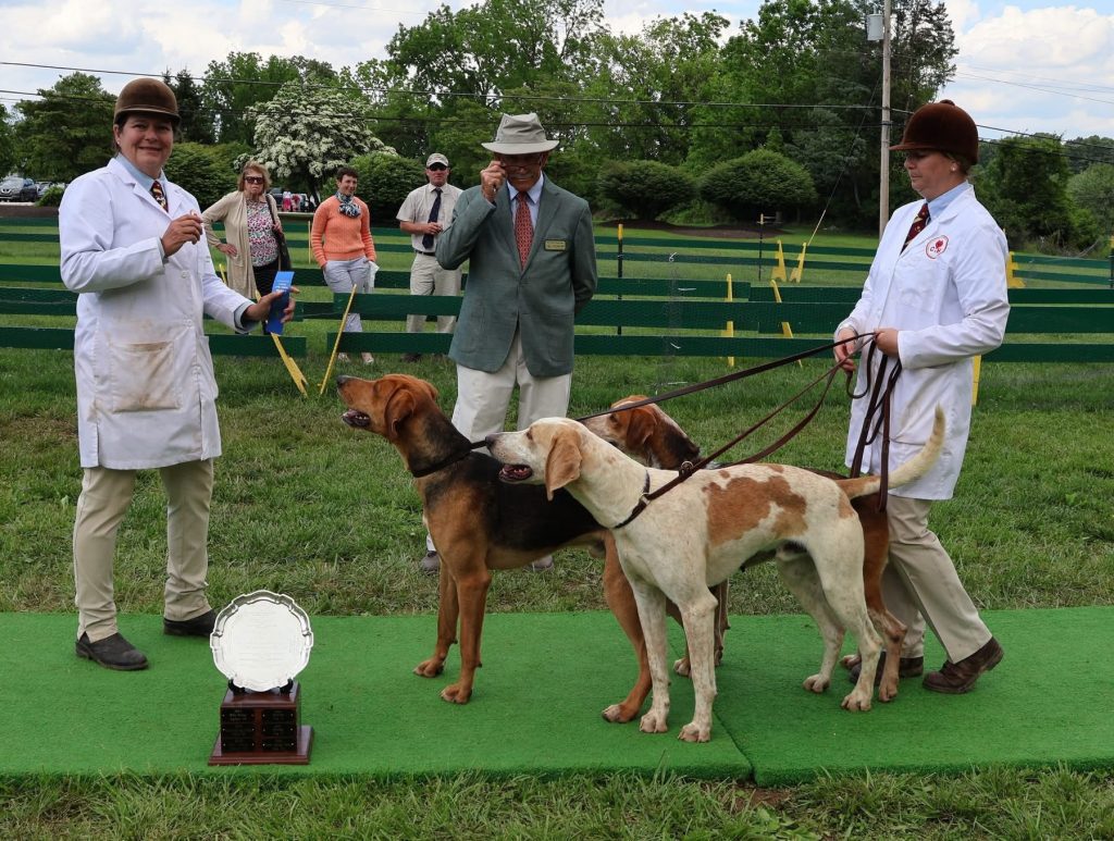 Camargo hounds win a trophy at the hound show