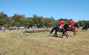 Parade of Camargo Foxhounds