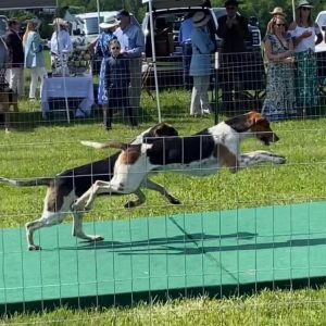 2025 Hounds Artist and Arturo at the Iroquois Puppy Show.