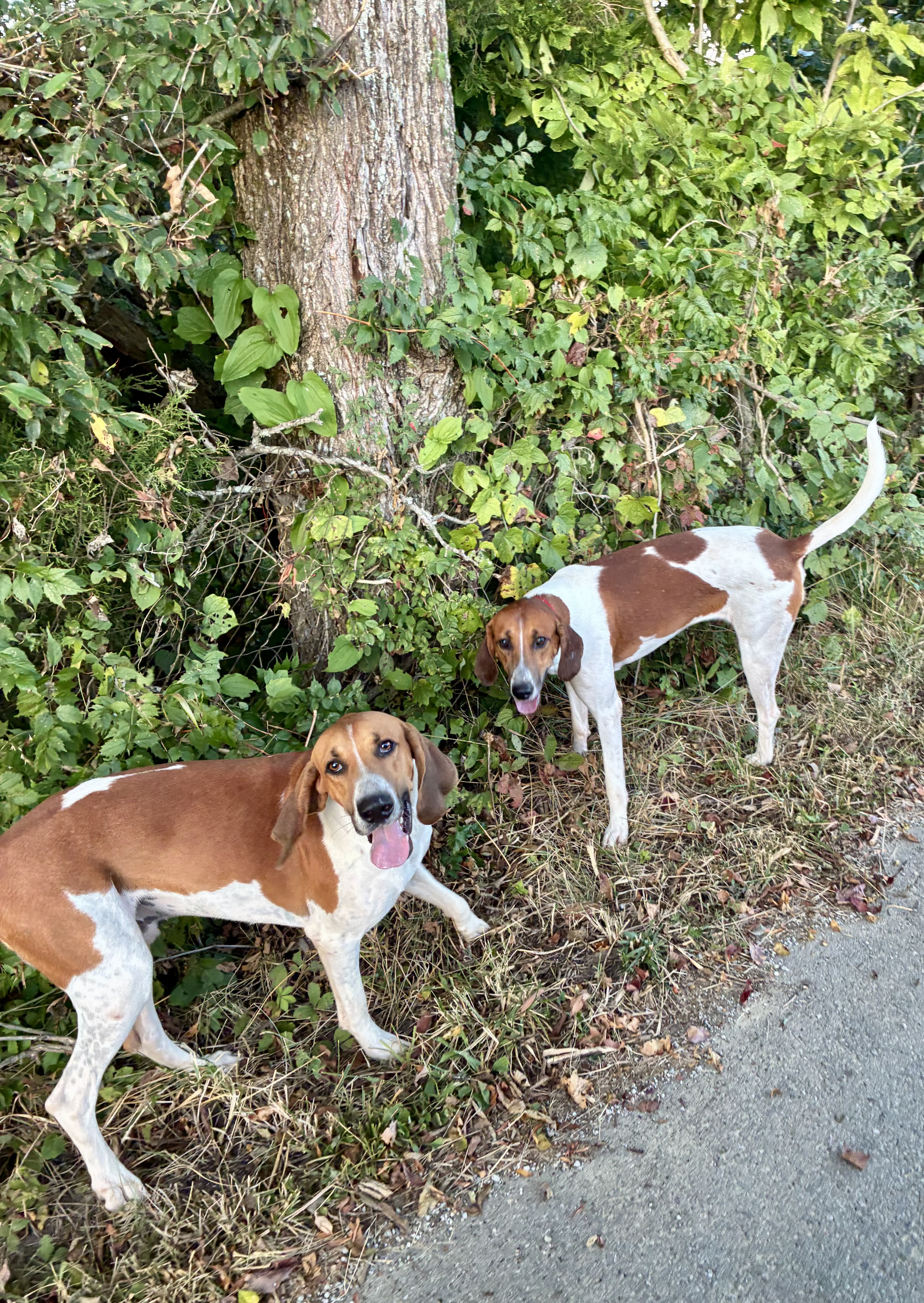 Camargo Centennial Hounds Gondola and Governor