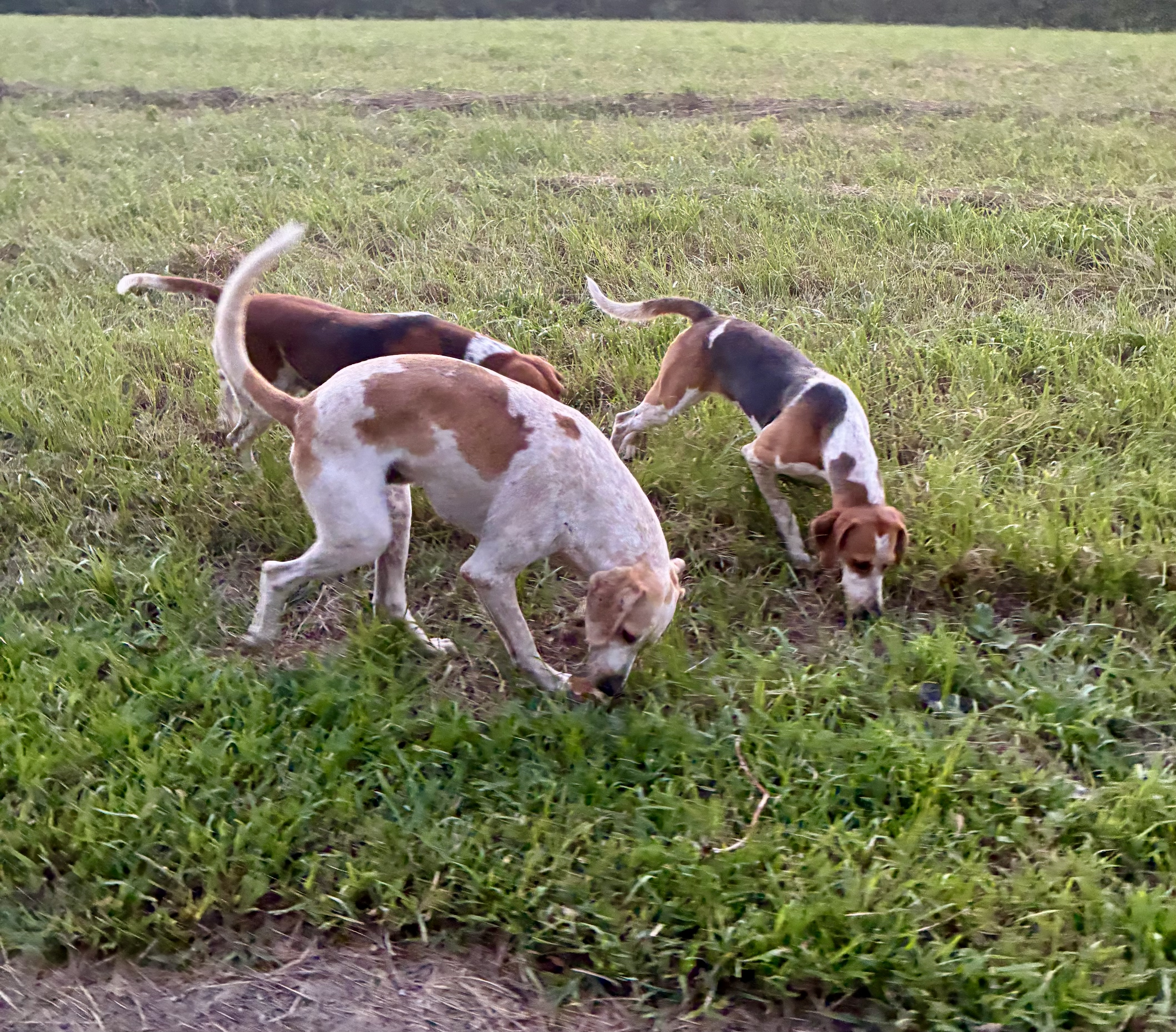 Camargo Centennial Hounds Rascal (Flatts) and Rawlings