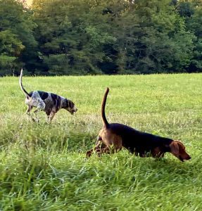 Camargo Centennial Hounds Argyle and Ranger