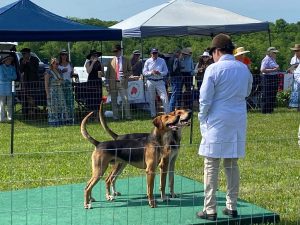 Rambo and Ragnar at the Bryn Mawr Hound Show