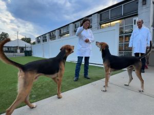 Huntsman Katherine and Honorary Whipper-In Eddie ready puppies Ragnar and Rambo for the bidding at the 2025 Calcutta